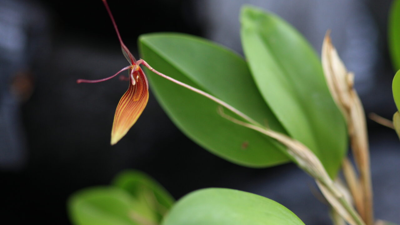 Tartu Ülikooli botaanikaaias toimub orhideekonkurss thumbnail