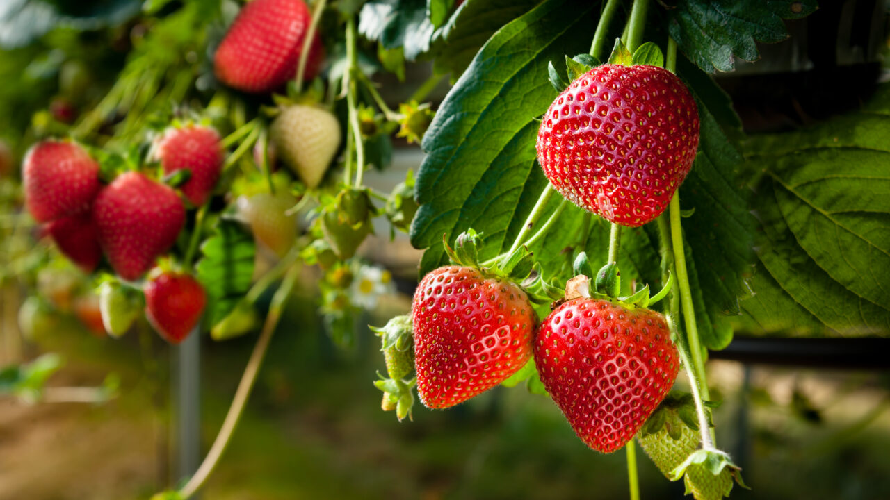 Ei mingeid võrke ega värvitud kive: mugav lahendus kaitseb maasikaid ablaste lindude eest thumbnail